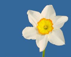 Tapeta Nature Flowers 197.jpg